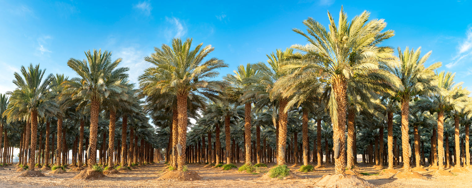 Palm Trees Tunisia Deglet Noor Dates